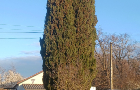 Élagage cyprès sur auterive