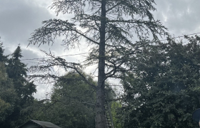 Abbatage d'arbres