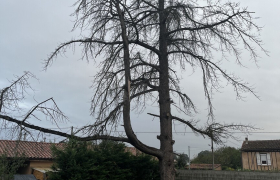 Elagueur Cintegabelle